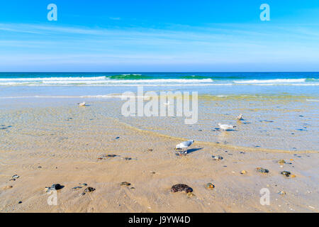 Möwen im Wasser am Strand von Kampen, Insel Sylt, Nordsee, Deutschland Stockfoto