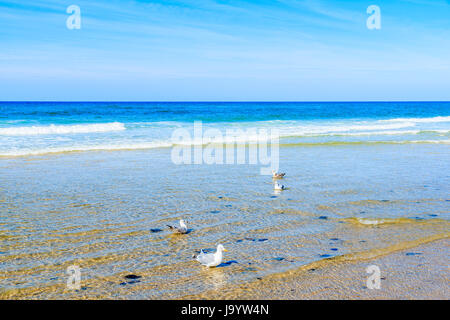 Möwen im Wasser am Strand von Kampen, Insel Sylt, Nordsee, Deutschland Stockfoto