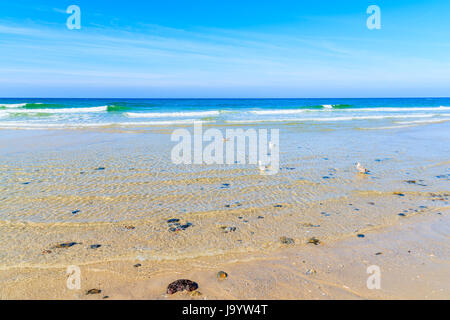 Möwen im Wasser am Strand von Kampen, Insel Sylt, Nordsee, Deutschland Stockfoto