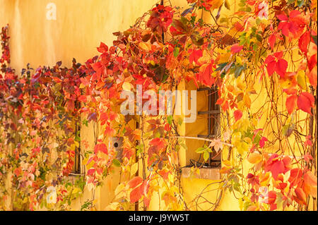 Autumn leaves in Pienza, Tuscany - Italy Stockfoto