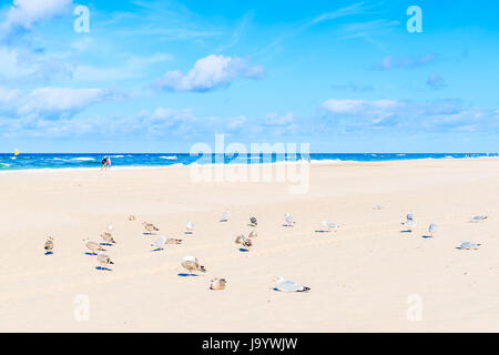 Möwe Vögel am weißen Sandstrand in Kampen Dorf, Insel Sylt, Nordsee, Deutschland Stockfoto