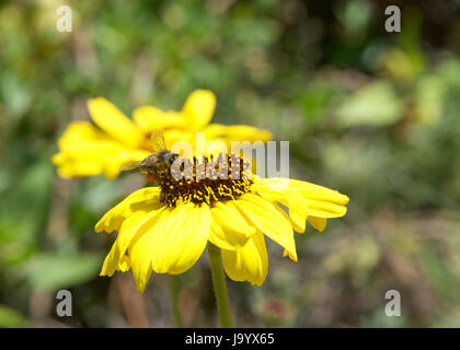 Eine Honigbiene sammeln Pollen von Black eyed Susan Blume. Imker in den westlichen Ländern haben langsame Rückgang der Honigbienen berichtet Stockfoto