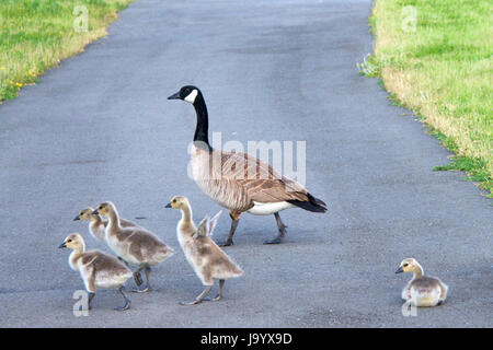 Erwachsenen Gans Gänsel über einen Radweg führt. Kanadagänse sind Brutkolonien in städtischen Gebieten zu etablieren, die Lebensmittel und einige Natur bieten Stockfoto