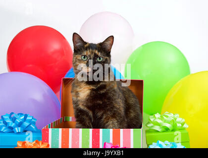 Tortie Torbie Tabby Katze sitzt in einem Geburtstag Geschenkbox, umgeben von bunten Geschenke und hellen Ballons. Überraschungs-Party. Stockfoto