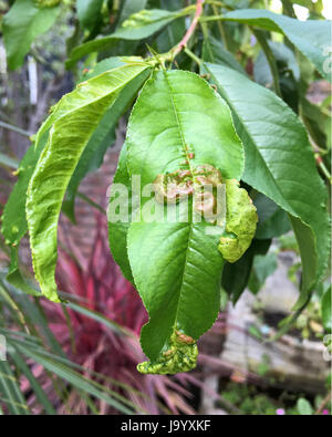 Peach Leaf Curl ist eine der häufigsten Erkrankungen bei Pfirsichbäumen. Verursacht durch den Pilz Taphrina Deformans. Blätter werden verzog verdickt. Stockfoto