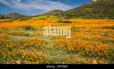 Der Frühling kalifornische Mohn blüht auf einem Hügel in der Nähe von Murrieta, Kalifornien, USA. Stockfoto