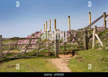 Großbritannien, Wales, Pembrokeshire, St Davids, wilde Blumen rund um Cliff Path Tor Stockfoto