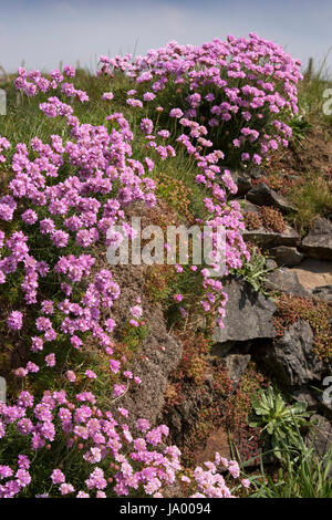 Großbritannien, Wales, Pembrokeshire, St Davids, rosa Sparsamkeit, Armeria Maritima wächst in Steinmauer Stockfoto