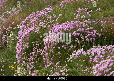 Großbritannien, Wales, Pembrokeshire, Solva, rosa Sparsamkeit, Armeria Maritima, wächst auf Felsen Stockfoto