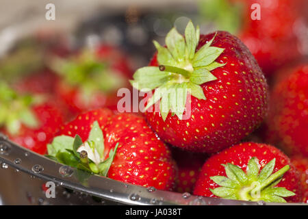 Closeup frische Erdbeeren in einem Sieb aus rostfreiem Stahl Stockfoto