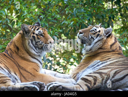 Der Tiger (Panthera Tigris) ist die grösste Katzenart. Zwei Tiger einander zugewandt, mit Bäumen im Hintergrund Stockfoto