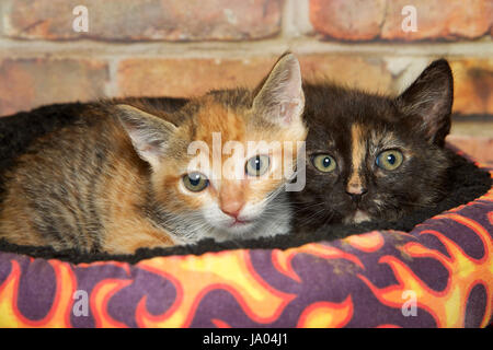 Zwei kleine Kätzchen, die Verlegung in einem bunten Bett Blick direkt auf den Betrachter. Kattun und Schildpatt Tabbies. Ziegel-Wand-Hintergrund Stockfoto