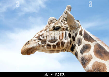 Porträt einer Giraffe, die höchsten lebenden Landtiere und der größte Wiederkäuer. mit blauen bewölkten Himmelshintergrund. Stockfoto