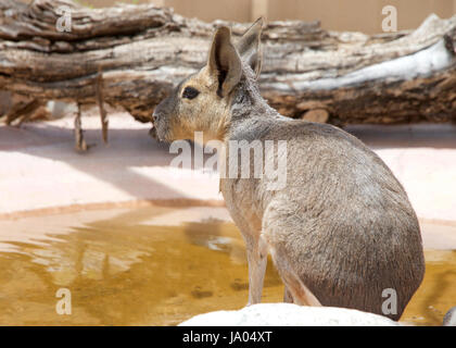 Ein patagonischen Cavia (Dolichotis Patagonum), ist ein relativ großes Nagetier. Trinken aus einem Teich, Profil Ansicht von hinten. Stockfoto