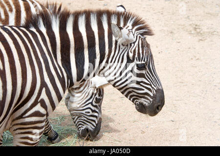 Zwei Zebras Essen Heu aus dem staubigen Boden. Zebras sind mehrere Arten von afrikanischen Equids (Pferd Familie) vereint durch ihre markanten Schwarz-weiß st Stockfoto