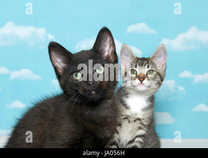 Ein schwarzes Kätzchen mit grünen Augen im Vordergrund mit grau-weißer Tabby Kitten im Hintergrund, beide nach oben über dem Betrachter. Fokus auf Kätzchen vor. Stockfoto