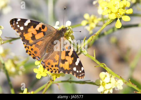 Die Cynthia Unternehmensgruppe bunte Schmetterlinge, gemeinhin als Painted Ladies umfaßt eine Untergattung der Gattung Vanessa in der Familie Nymphalidae. Trinken Stockfoto