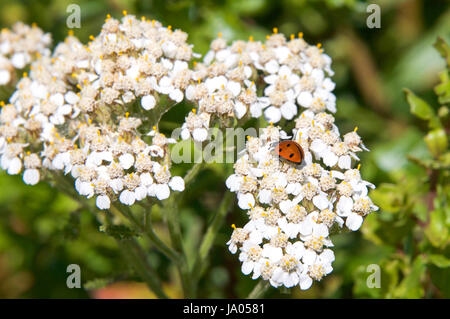 Ein Marienkäfer (Coccinellidae) auf Daucus Carota, deren gemeinsame Namen Wilde Möhre, Vogel Nest des Bischofs Spitze und Queen Anne es Lace enthalten Stockfoto