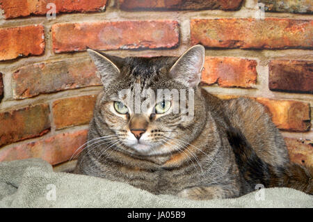 Mollig Tabby Katze mit im Bett neben Ziegel Wand Hintergrund für die Zuschauer bleibt skeptisch Ausdruck suchen Stockfoto