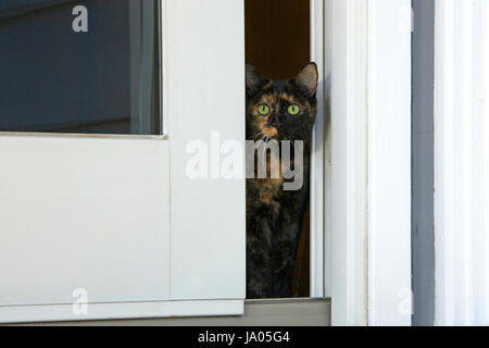 Tortie tabby Katze heraus Staircase eine Glasschiebetür, neugierig auf die Welt draußen, sondern zu nervös, um draußen zu Venture Stockfoto