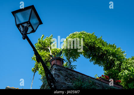 VOLTERRA, Toskana - 21. Mai 2017 - entlang der Wände Detail eine Straßenlaterne mit Efeu Stockfoto