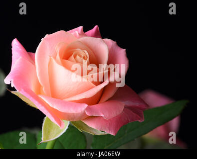 Gelb, orange, rosa cremig Rose isoliert auf schwarzem Hintergrund, multicolor, verträumte weiche Farben. Stockfoto