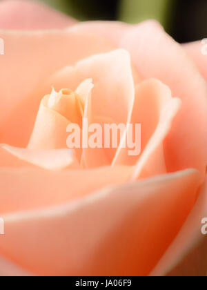 Gelb orange cremig rose Makro auf schwarzem Hintergrund, verträumte weichen Farben. Stockfoto