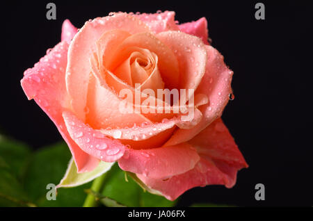 Orange, rosa rose Makro mit Tau Wasser Tropfen Stockfoto