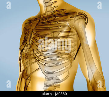Digitalen Gelbkörper mit sichtbaren Skelett auf blauem Hintergrund Stockfoto