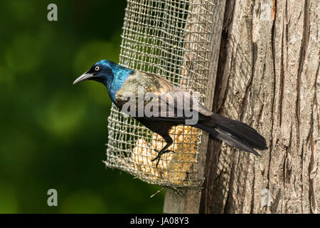 Gemeinsamen Grackle auf Talg Feeder. Stockfoto