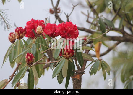 Rhododendron Arboreum (Burans) Stockfoto