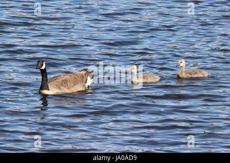 Schwimmen-Kanada-Gans-Familie Stockfoto