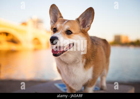 Pembroke Welsh Corgi steht im Freien Stockfoto