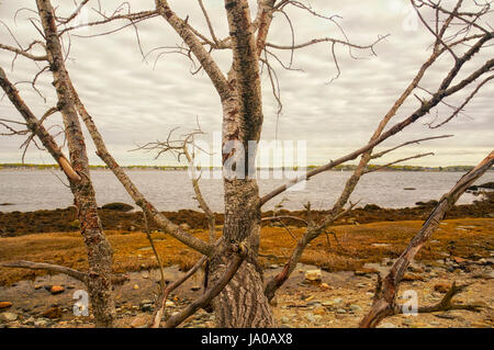 Ebbe im Charles Island im Silver Sands State Park in Milford Connecticut an einem bewölkten Tag. Stockfoto