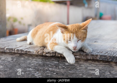 Niedliches kleine Kätzchen schläft mit hängen Bein auf Holztisch. Stockfoto