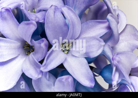 Blume des lila Hyazinthe isoliert auf weißem Hintergrund - Nahaufnahme Stockfoto