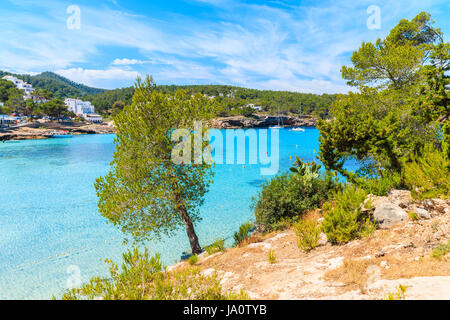 Grüne Tanne auf Klippe Felsen mit Blick auf schöne Cala Portinatx Bucht mit azurblauen Meer Wasser, Insel Ibiza, Spanien Stockfoto