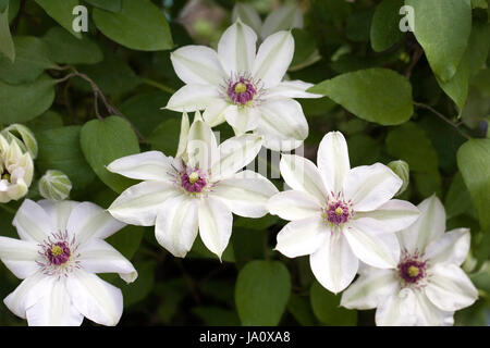 Clematis 'Miss Bateman"Blüte im Frühjahr. Stockfoto