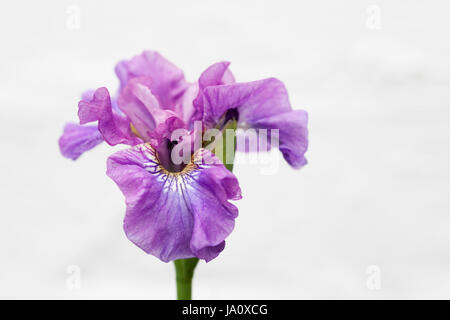 Iris Sibirica 'Wutanfall' gegen eine weiße Wand. Stockfoto