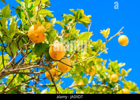 Nahaufnahme von Zitronen hängen von einem Baum in einem Zitronenhain mit blauen Himmel im Hintergrund die Insel Ibiza, Spanien Stockfoto