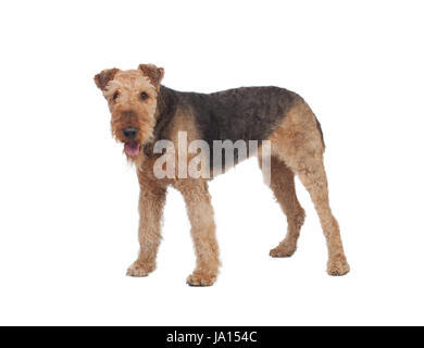 schöne, beauteously, schön, isoliert, Tier, Tier, Säugetier, braun, bräunlich, Stockfoto