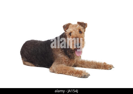 schöne, beauteously, schön, isoliert, Tier, Tier, Säugetier, braun, bräunlich, Stockfoto