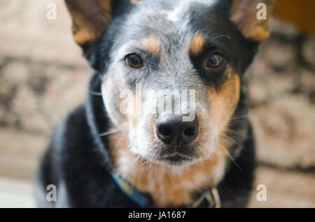 Australian Cattle Dog/blau Heeler Blick in die Kamera mit unscharfen Hintergrund Stockfoto