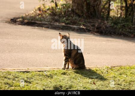 Isolierte Rückseite des tabby Katze draußen im Sonnenlicht wirft einen Schatten auf dem Boden Stockfoto