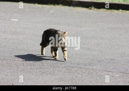 Isolierte Buchse tabby cat Walking außerhalb wirft einen Schatten im Sonnenlicht Stockfoto