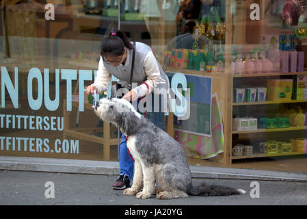 Japanerin, die Fütterung ihrer English Sheepdog aus einem Beutel auf der Straße Stockfoto