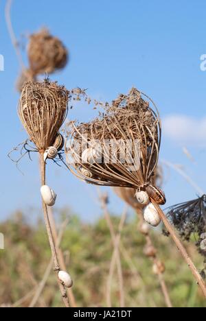 Tier, Molluske, Schnecke, Schnecken, Schneckenhaus, Biologie, Schneckenhäuser, Natur, Stockfoto