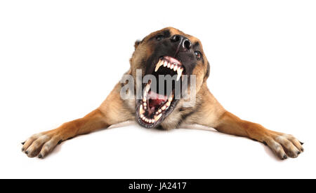 Hund, raving, wütend, wütend, irately, bellen, Tier, Zähne, Atelier, schlecht, Stockfoto