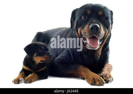 Hund, Hunde, Erwachsene, Welpen, Erwachsene, Rottweiler, Senior, Freundschaft, Tier, Haustier, Stockfoto