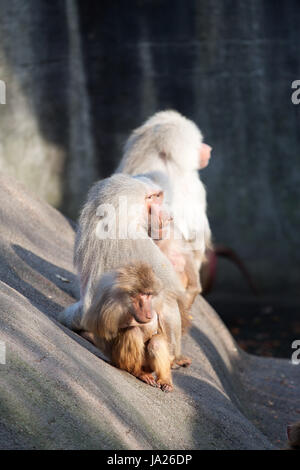 soziale, Tier, Säugetier, Tiere, Affen, Sonnen, Zoo, genießen, Affen, friedlich, Stockfoto